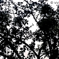 blackandwhite-tree