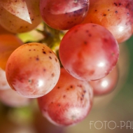 grapes-2